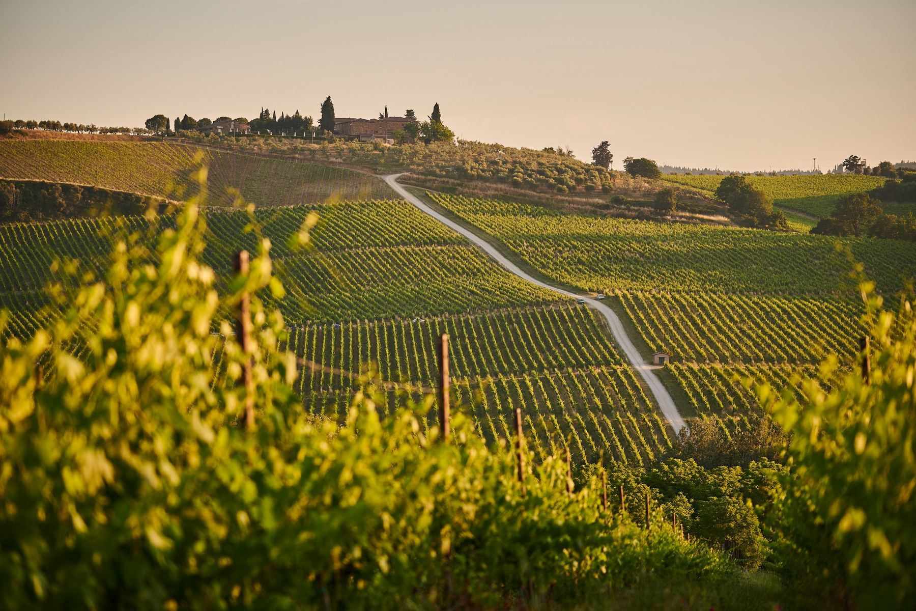 Weinberge im Chianti, ein Feldweg zwischen den Reben