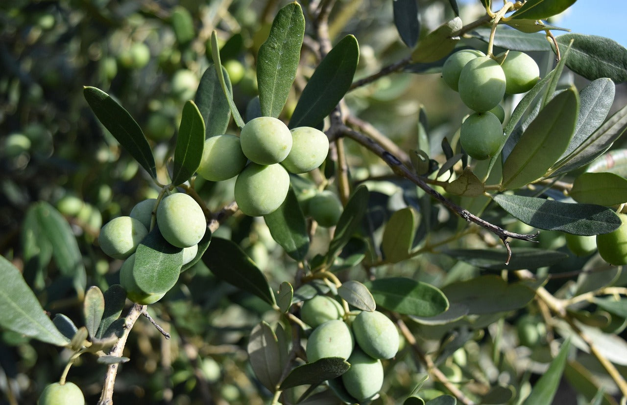 Olivenöl "correggiolo" – torre bianca, natives olivenöl extra, 500 ml - Bio