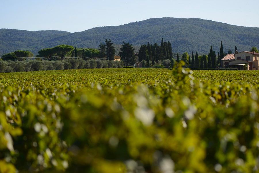 Campo alla Sughera, Castagneto Carducci, Bolgheri