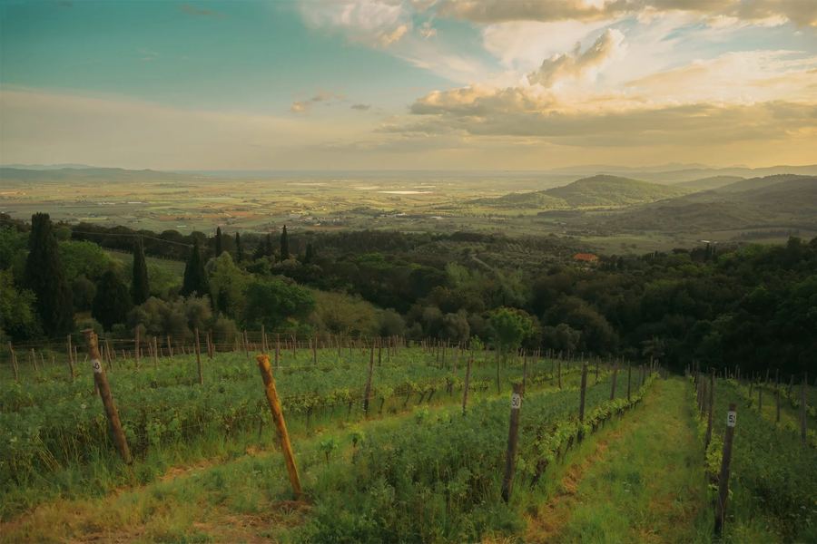 I Mandorli, Suvereto