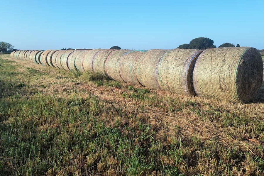 Na.Gi Farm, Bibbona, Bolgheri
