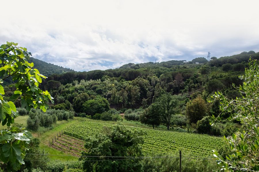 Poggio al Grillo, Castagneto Carducci, Bolgheri