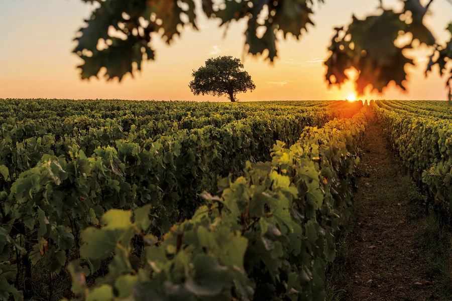 Tenuta dell'Ornellaia, Bolgheri