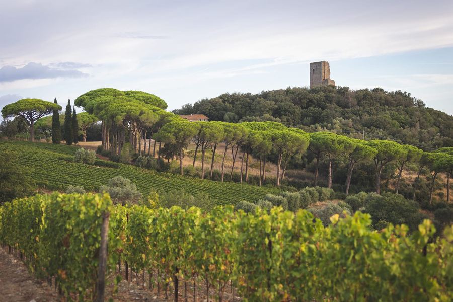 Tenuta Fratini, Donoratico, Bolgheri
