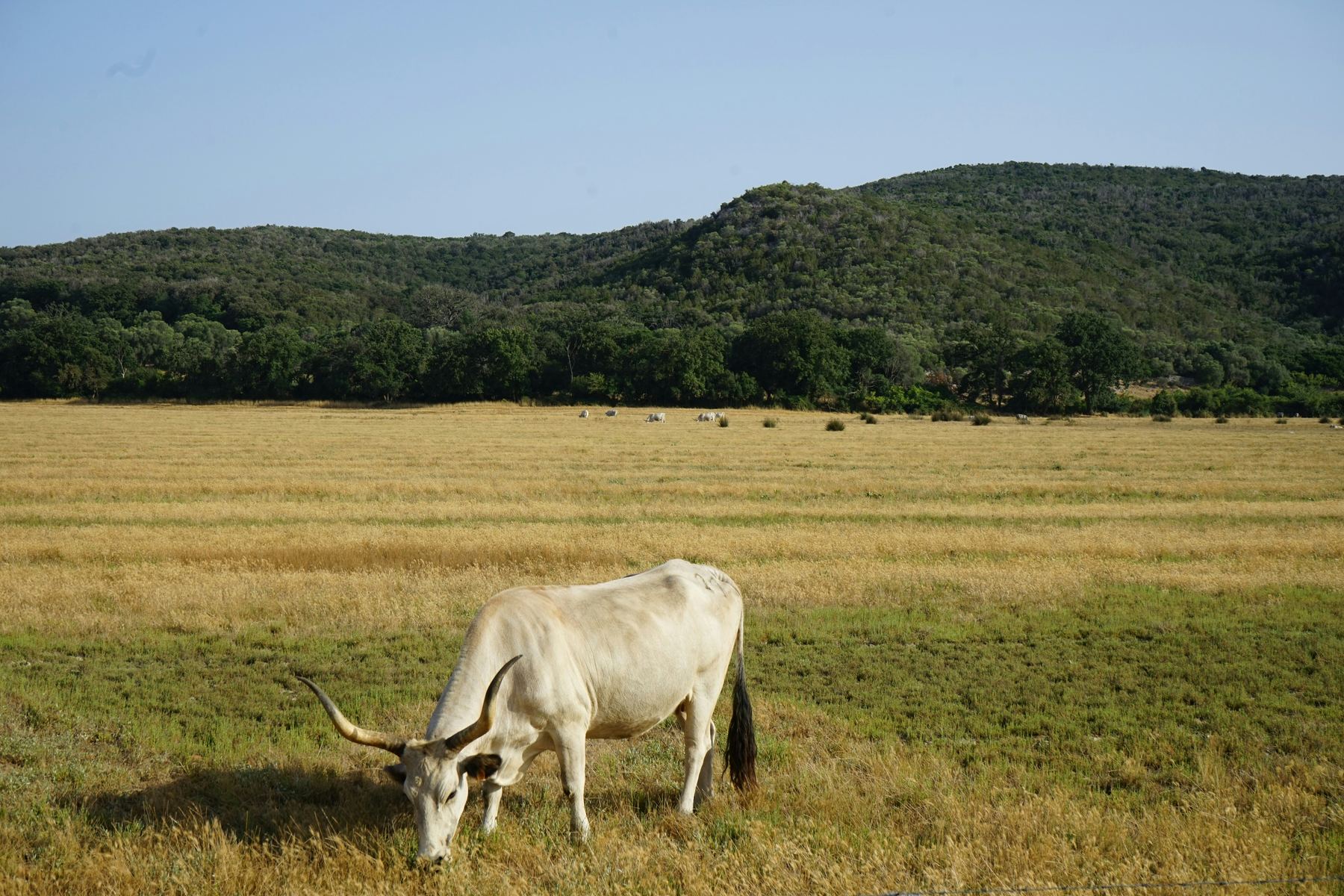 Maremma: ein weißes Rind auf der Weide vor bewaldeten Hügeln