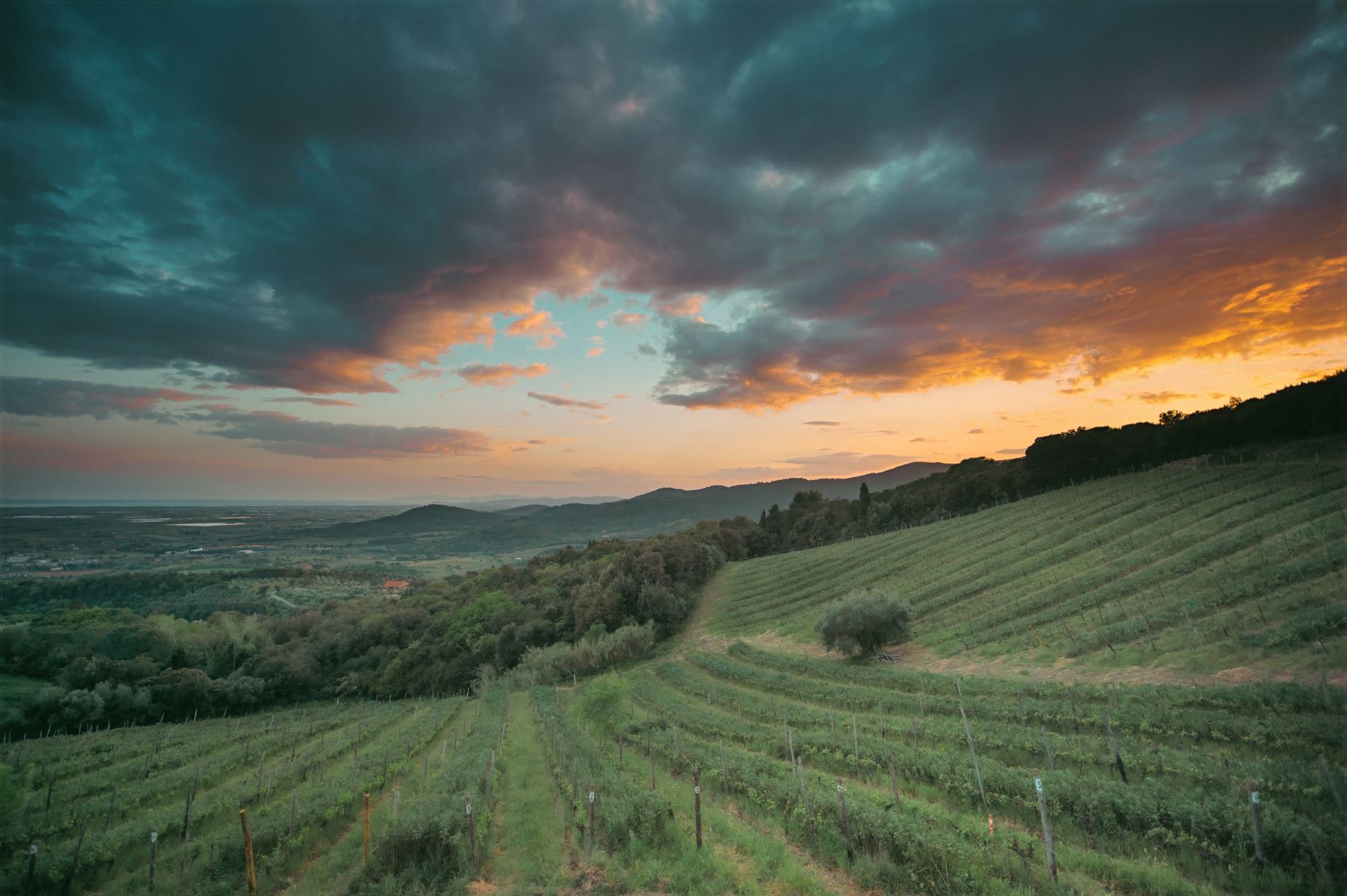 Weinberge bei Suvereto unter dem Abendhimmel